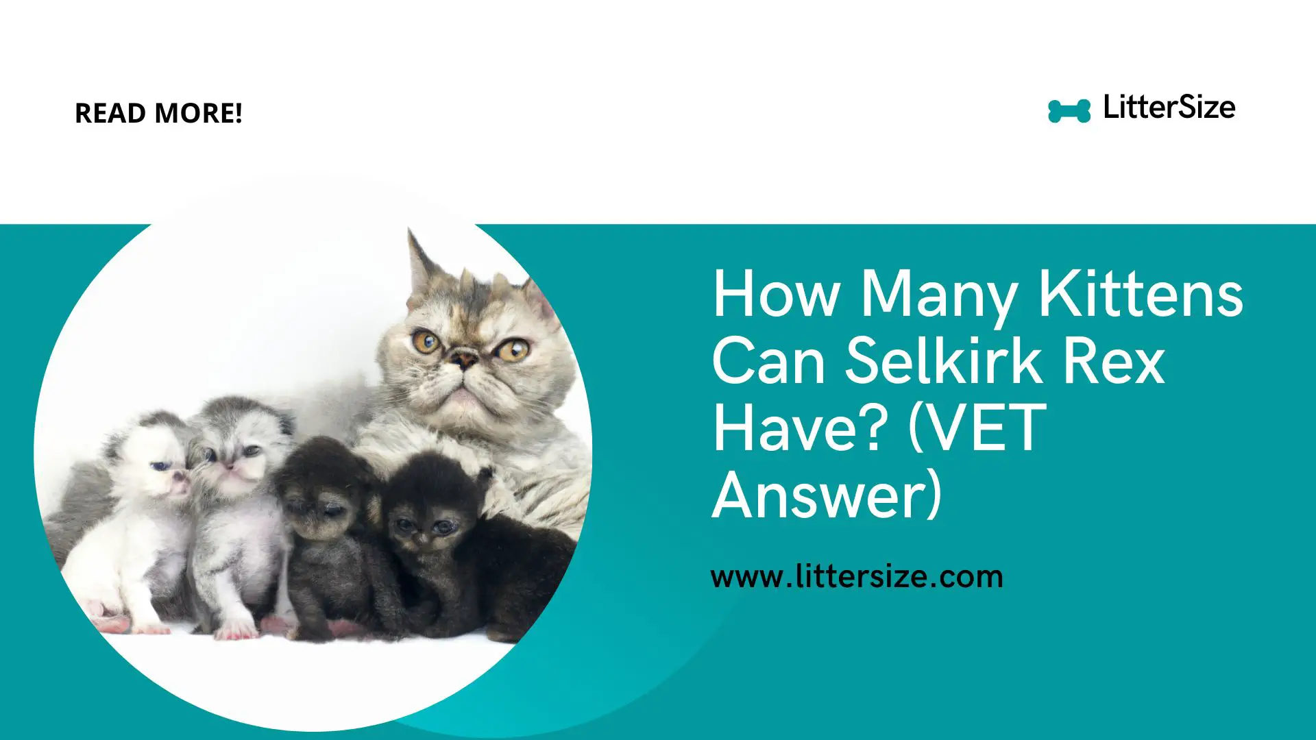 How Many Kittens Can Selkirk Rex Have? (VET Answer)
