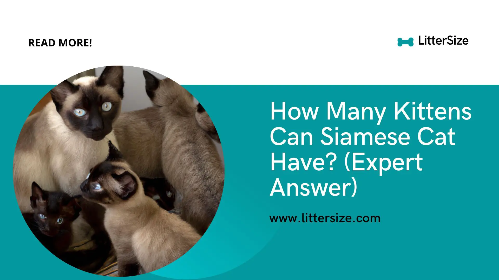How Many Kittens Can Siamese Cat Have? (Expert Answer)