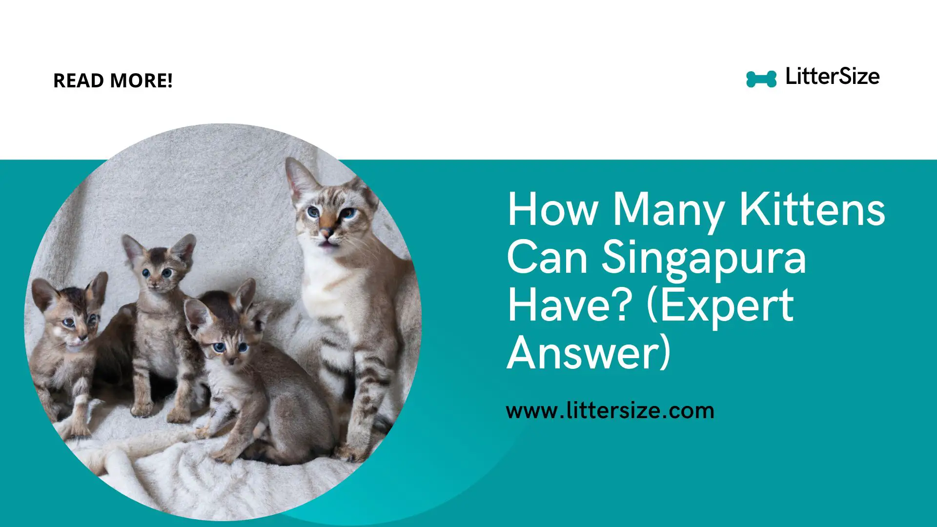 How Many Kittens Can Singapura Have? (Expert Answer)