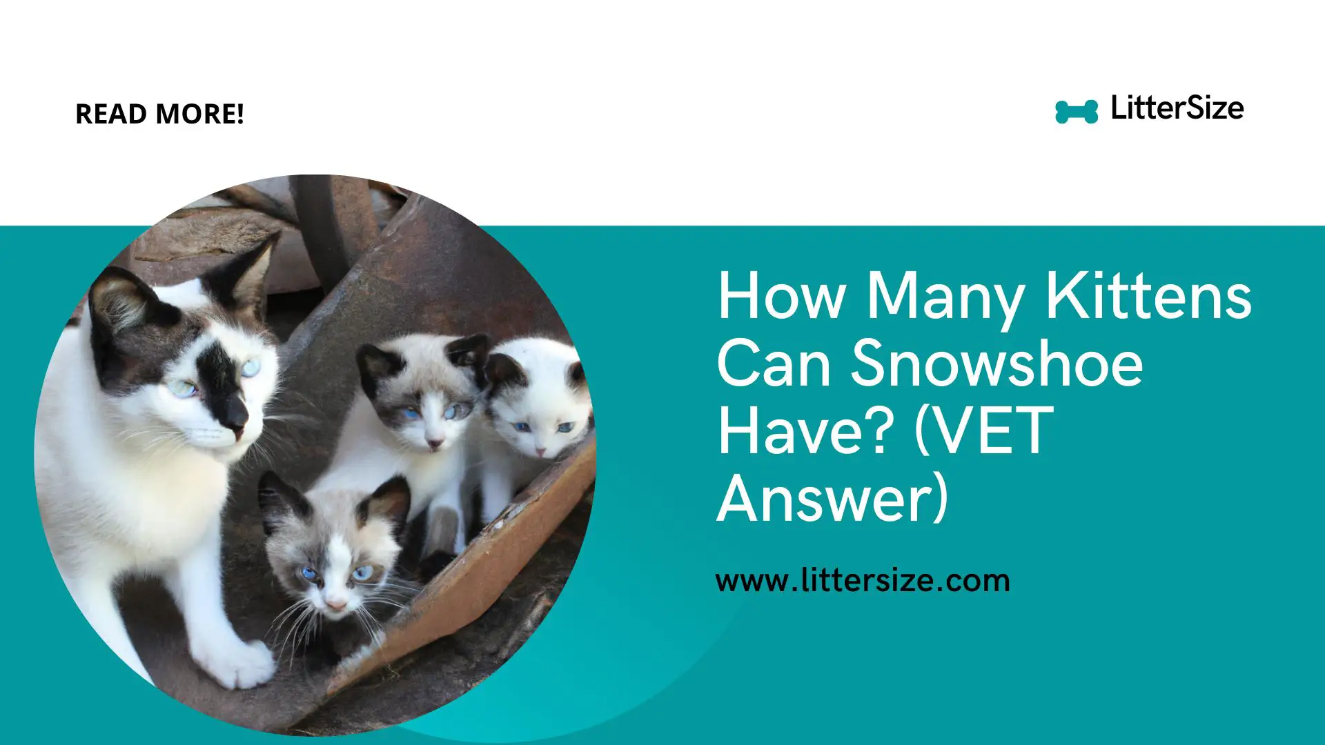 How Many Kittens Can Snowshoe Have? (VET Answer)