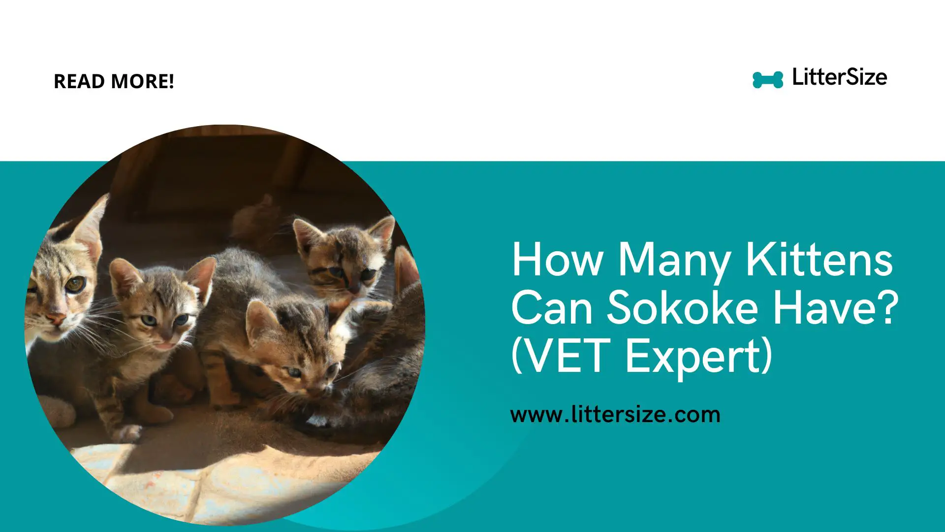 How Many Kittens Can Sokoke Have? (VET Expert)