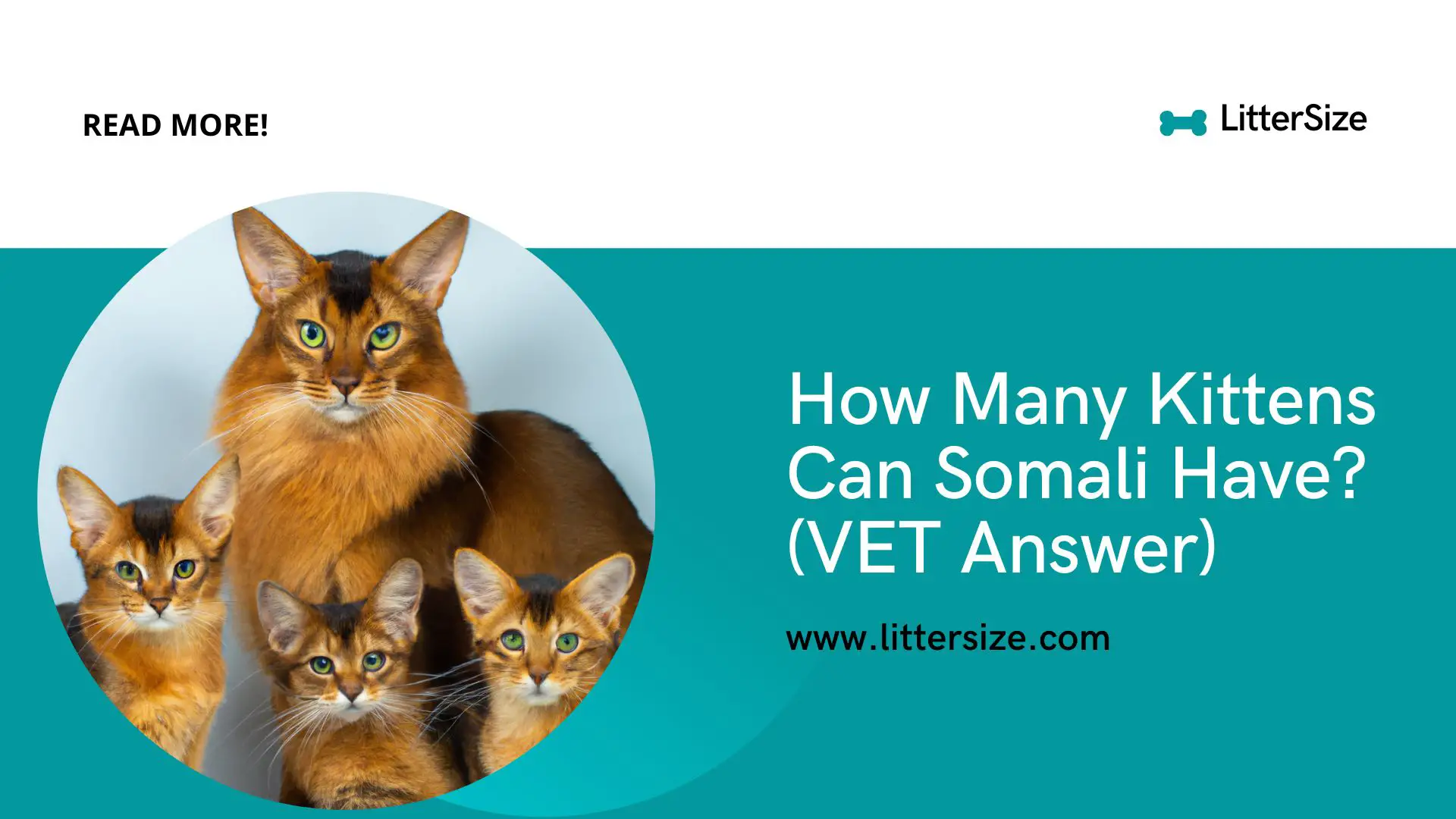 How Many Kittens Can Somali Have? (VET Answer)