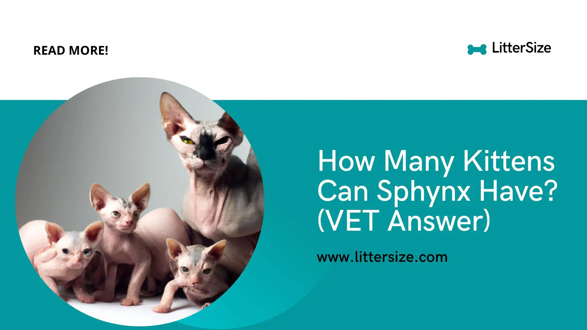 How Many Kittens Can Sphynx Have? (VET Answer)