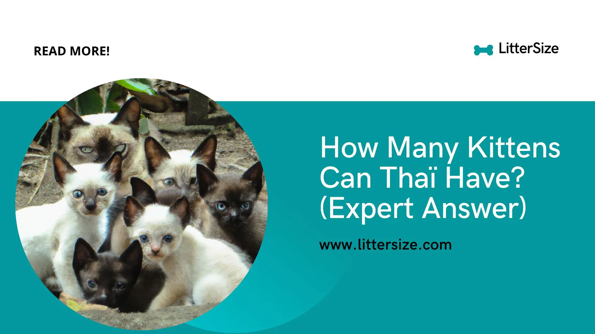 How Many Kittens Can Thaï Have? (Expert Answer)