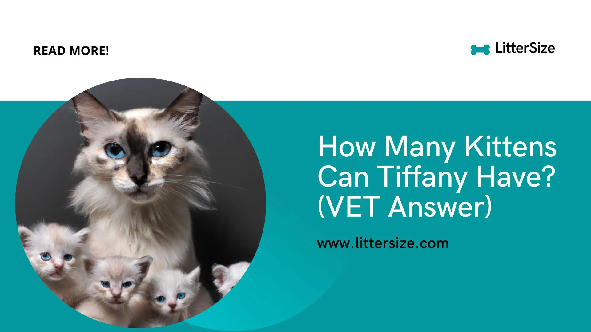 How Many Kittens Can Tiffany Have? (VET Answer)
