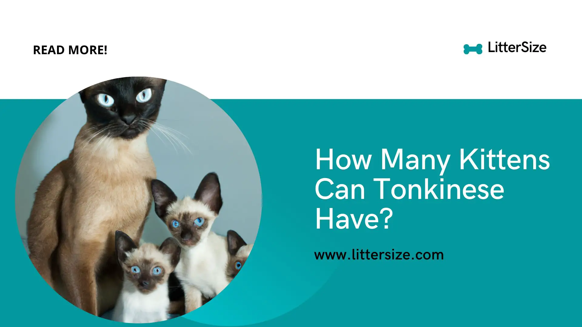 How Many Kittens Can Tonkinese Have?
