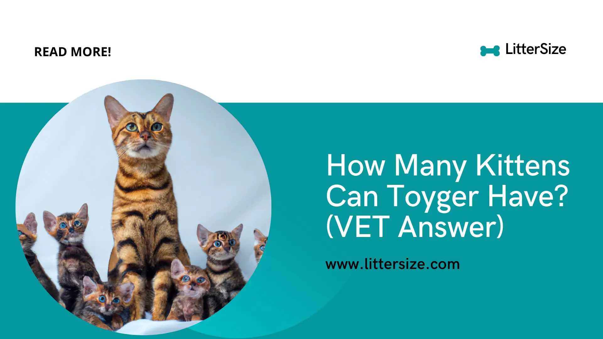 How Many Kittens Can Toyger Have? (VET Answer)