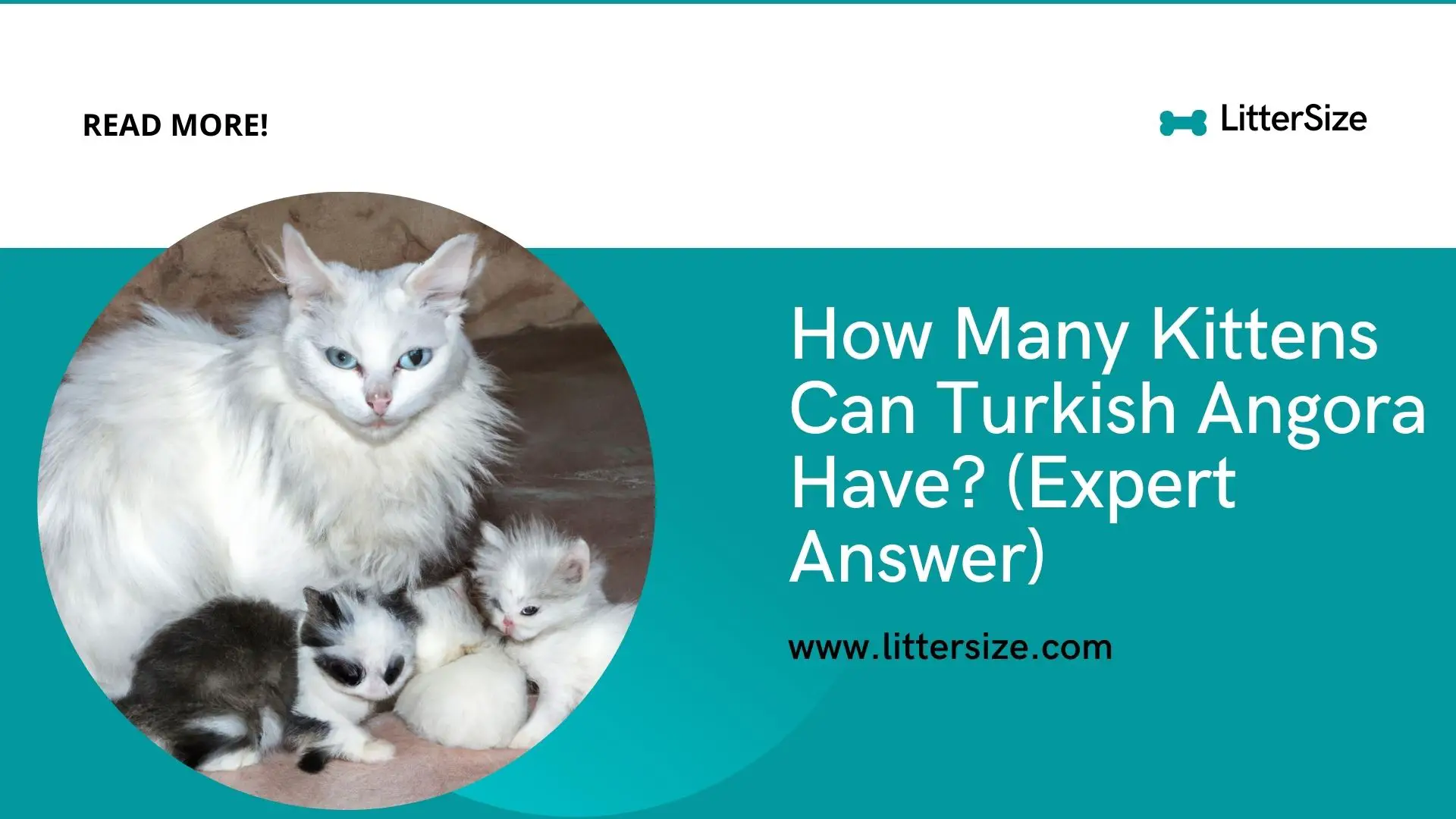 How Many Kittens Can Turkish Angora Have? (Expert Answer)