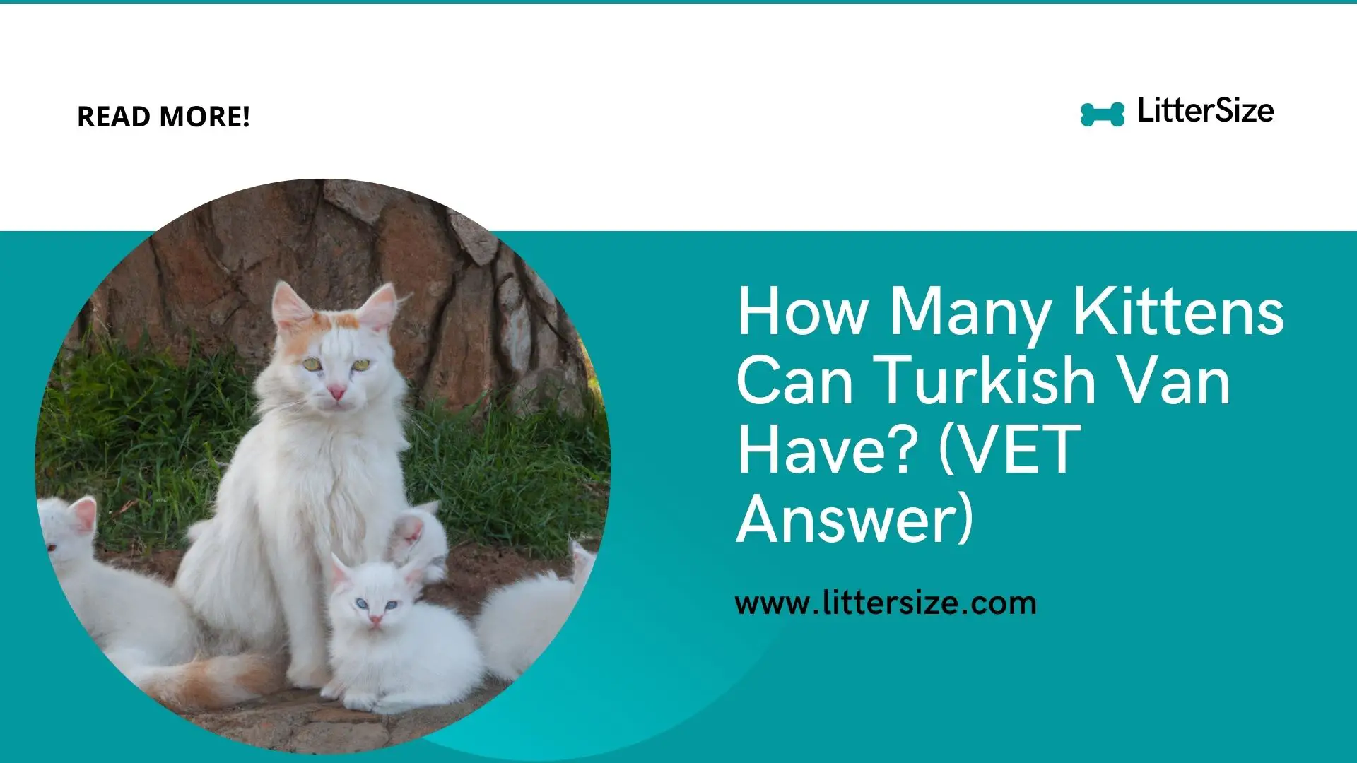 How Many Kittens Can Turkish Van Have? (VET Answer)