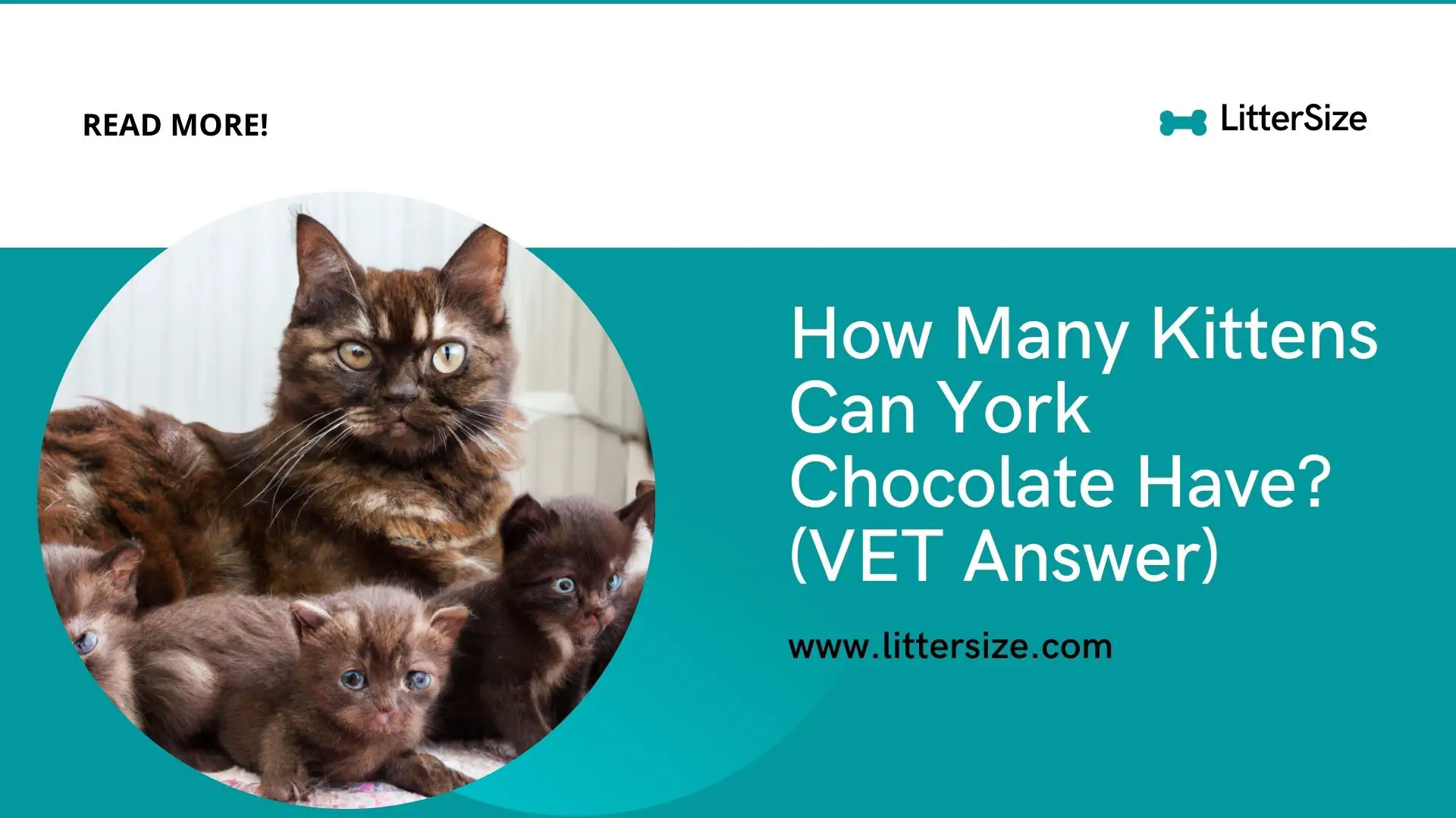 How Many Kittens Can York Chocolate Have? (VET Answer)