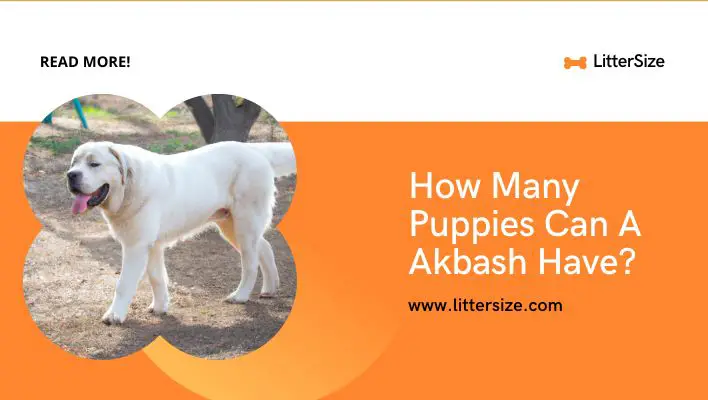 How Many Puppies Can A Akbash Have?