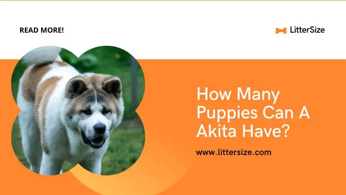 How Many Puppies Can A Akita Have?