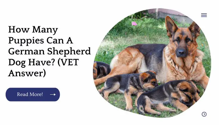 How Many Puppies Can A German Shepherd Dog Have? (VET Answer)