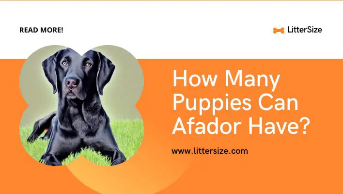 How Many Puppies Can Afador Have?