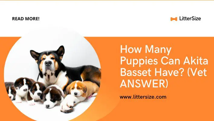 How Many Puppies Can Akita Basset Have? (Vet ANSWER)
