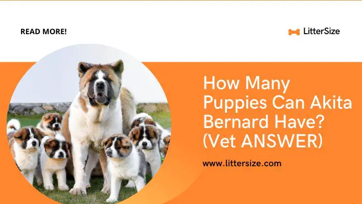 How Many Puppies Can Akita Bernard Have? (Vet ANSWER)