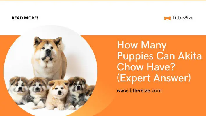 How Many Puppies Can Akita Chow Have? (Expert Answer)