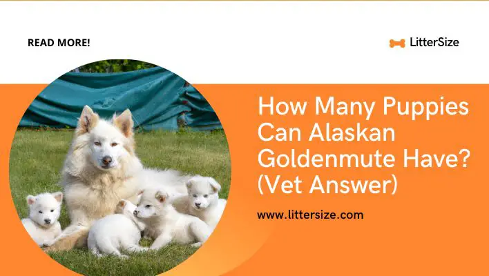 How Many Puppies Can Alaskan Goldenmute Have? (Vet Answer)