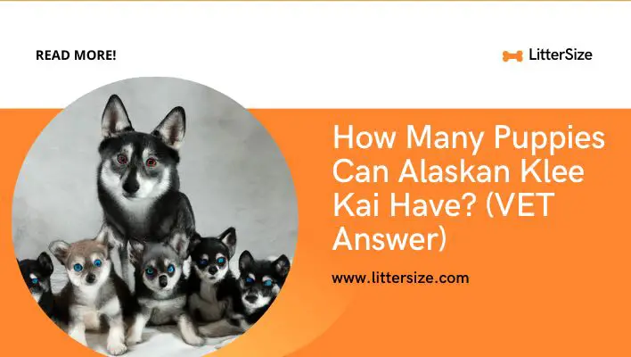 How Many Puppies Can Alaskan Klee Kai Have? (VET Answer)