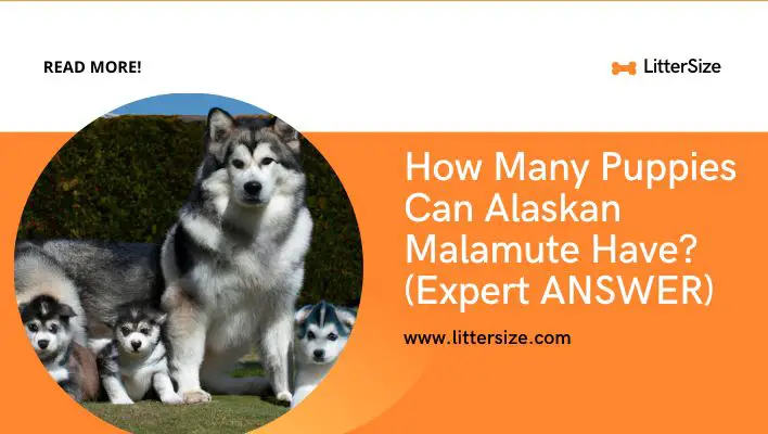 How Many Puppies Can Alaskan Malamute Have? (Expert ANSWER)