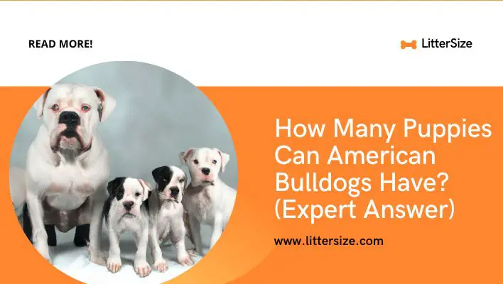 How Many Puppies Can American Bulldogs Have? (Expert Answer)