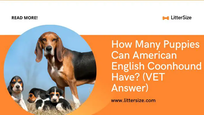 How Many Puppies Can American English Coonhound Have? (VET Answer)