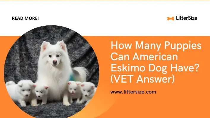How Many Puppies Can American Eskimo Dog Have? (VET Answer)