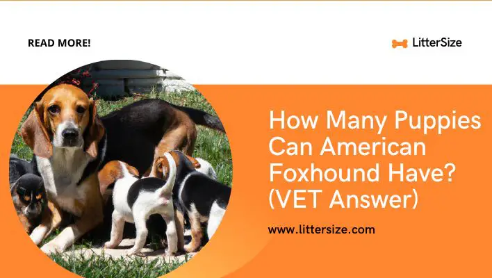 How Many Puppies Can American Foxhound Have? (VET Answer)