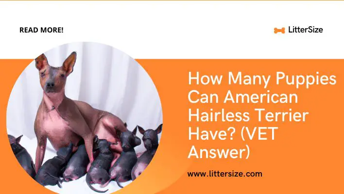How Many Puppies Can American Hairless Terrier Have? (VET Answer)