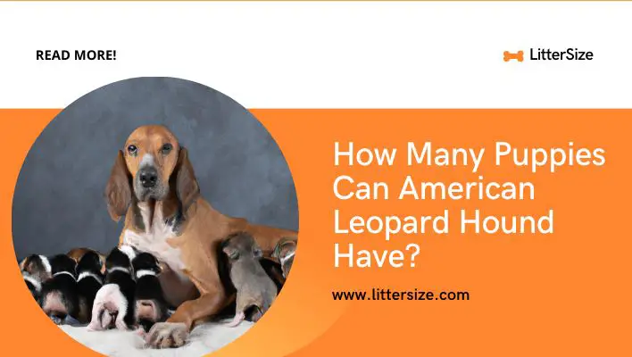 How Many Puppies Can American Leopard Hound Have?