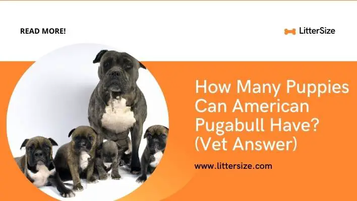 How Many Puppies Can American Pugabull Have? (Vet Answer)