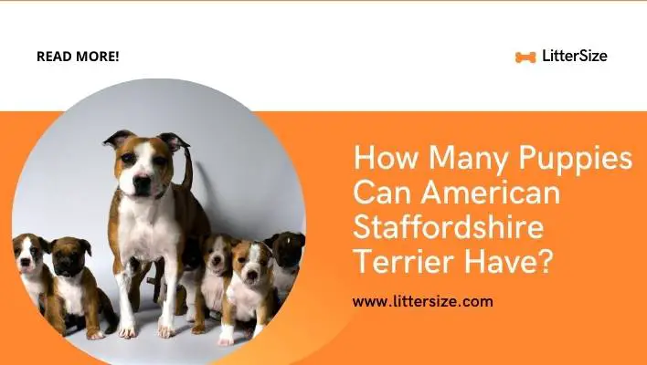 How Many Puppies Can American Staffordshire Terrier Have? (Expert ANSWER)