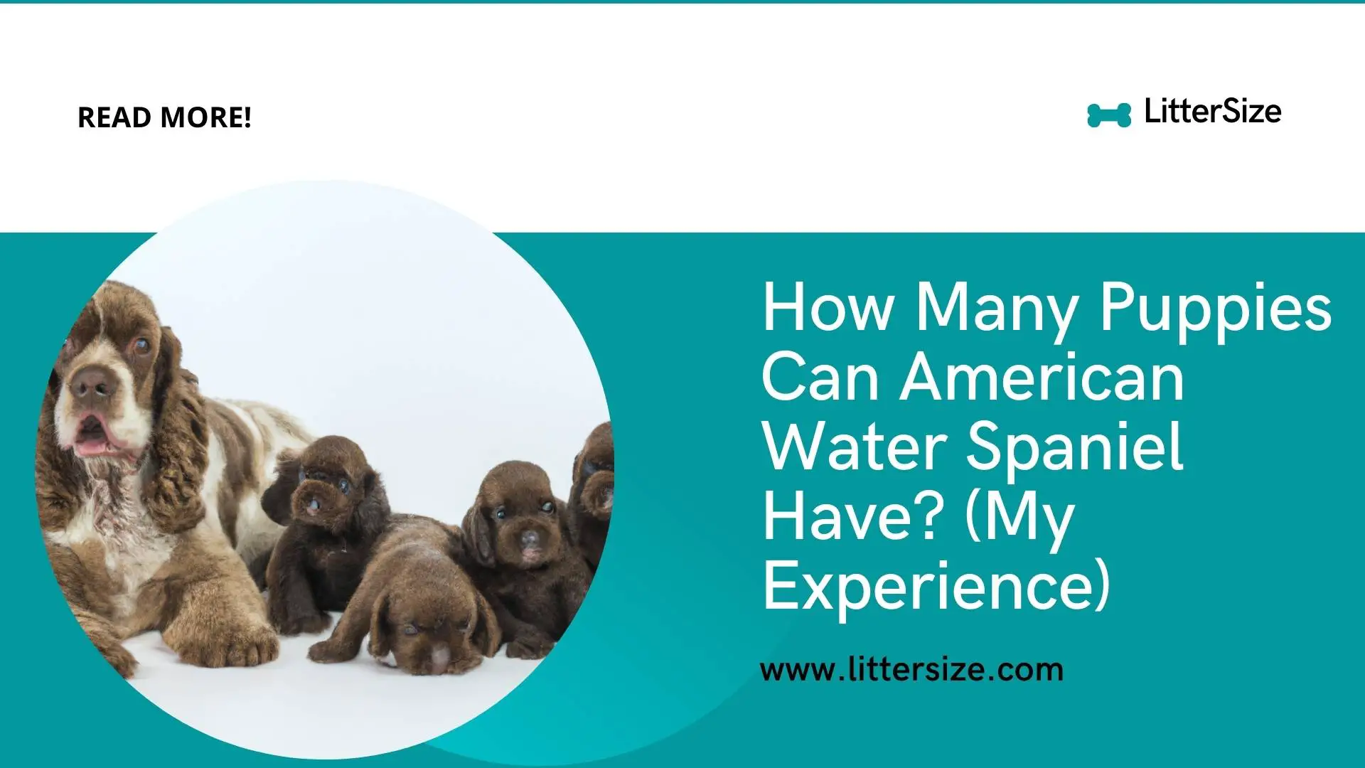 How Many Puppies Can American Water Spaniel Have? (My Experience)