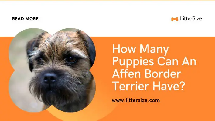 How Many Puppies Can An Affen Border Terrier Have?