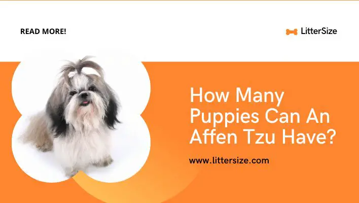 How Many Puppies Can An Affen Tzu Have?