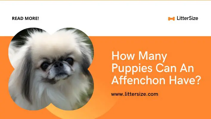 How Many Puppies Can An Affenchon Have?
