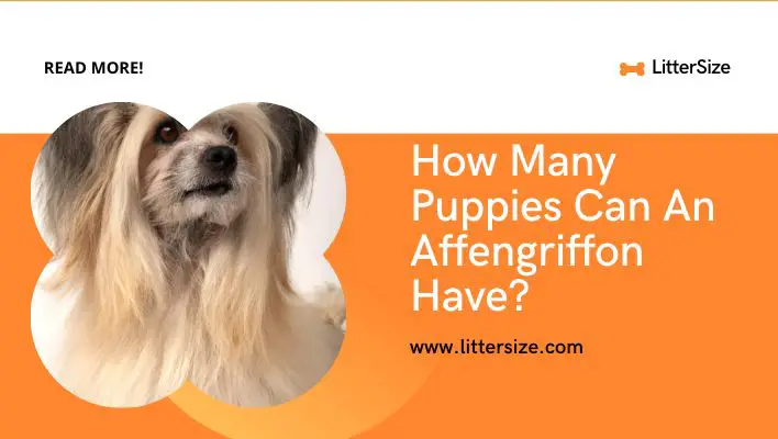 How Many Puppies Can An Affengriffon Have?