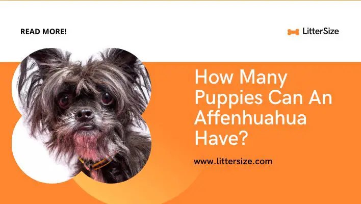 How Many Puppies Can An Affenhuahua Have?