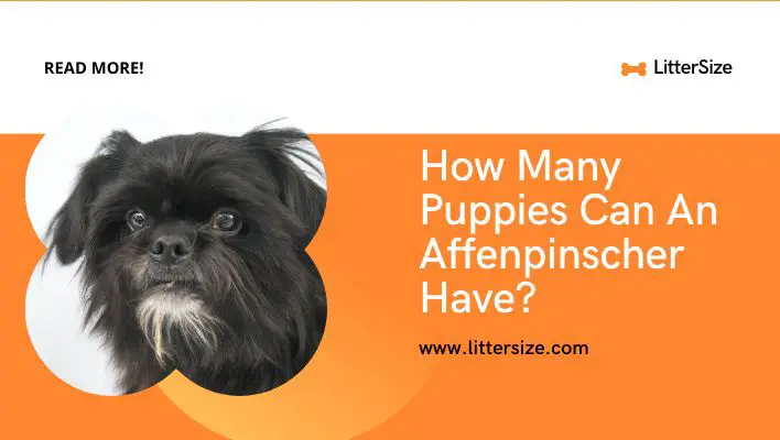 How Many Puppies Can An Affenpinscher Have?