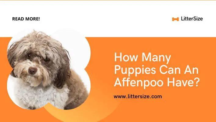 How Many Puppies Can An Affenpoo Have?