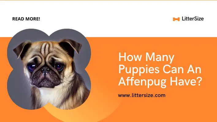 How Many Puppies Can An Affenpug Have?