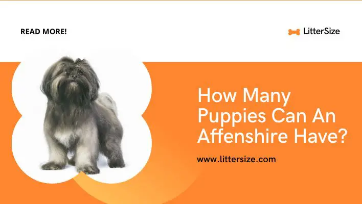 How Many Puppies Can An Affenshire Have?