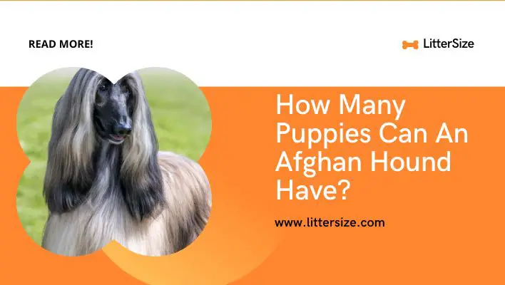 How Many Puppies Can An Afghan Hound Have?