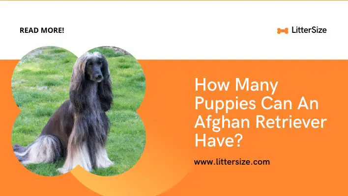 How Many Puppies Can An Afghan Retriever Have?