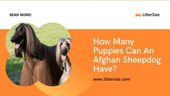 How Many Puppies Can An Afghan Sheepdog Have?