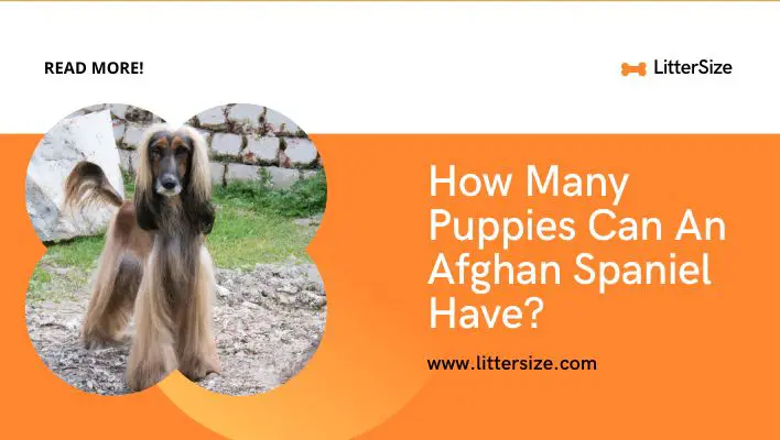 How Many Puppies Can An Afghan Spaniel Have?