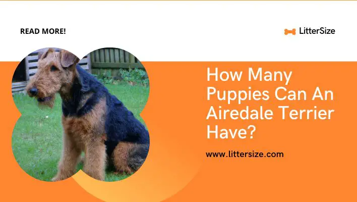 How Many Puppies Can An Airedale Terrier Have?