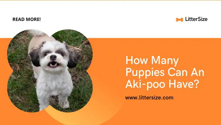 How Many Puppies Can An Aki-poo Have?