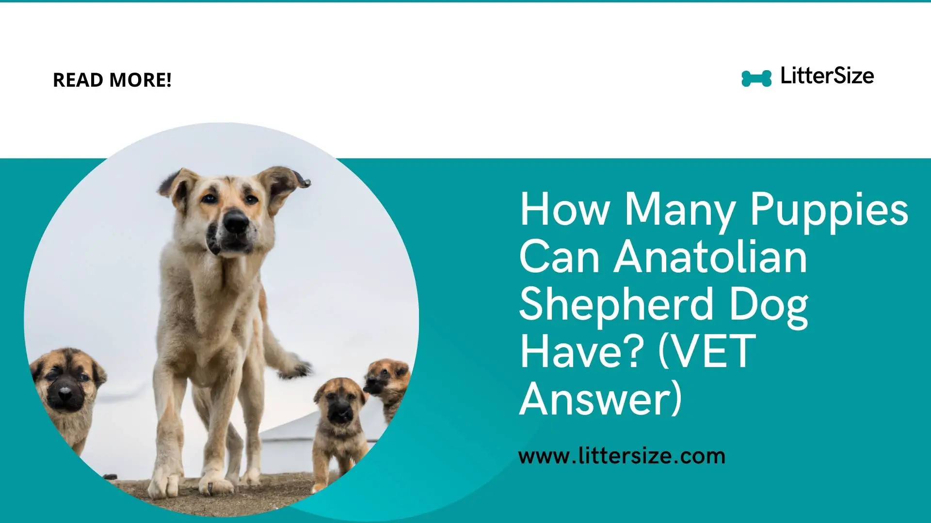 How Many Puppies Can Anatolian Shepherd Dog Have? (VET Answer)