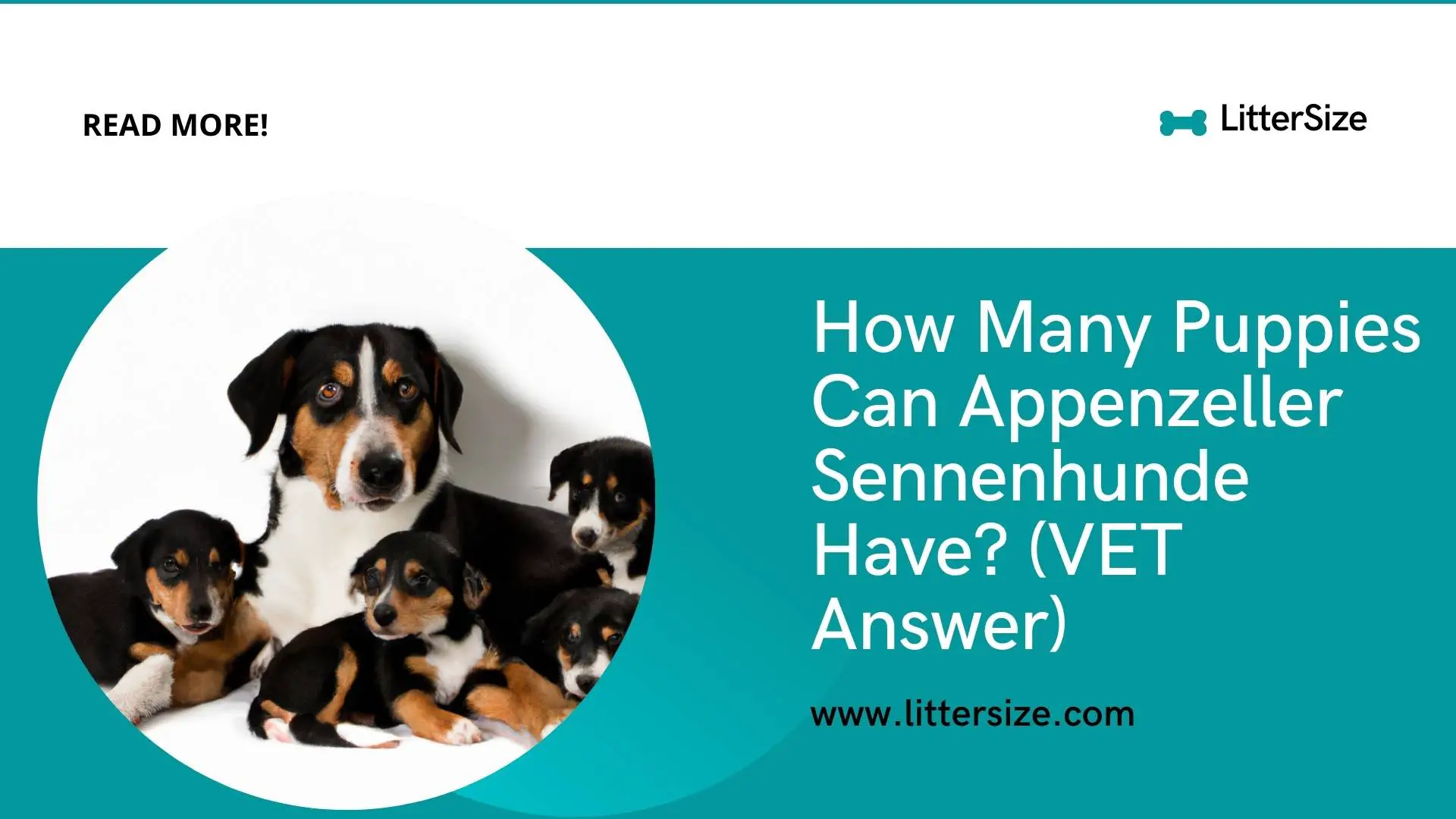 How Many Puppies Can Appenzeller Sennenhunde Have? (VET Answer)